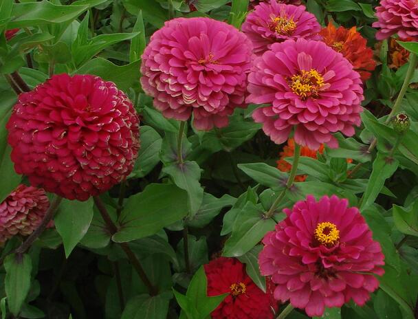 Propagation, cultivation, maintenance and management of zinnia