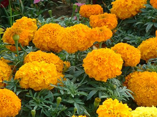 Propagation methods of marigold sowing propagation and cutting propagation