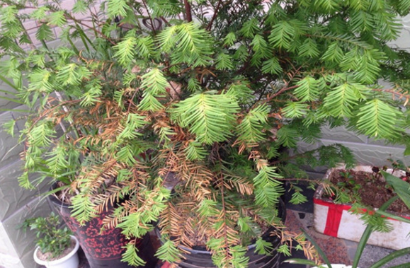 The cause of yellowing of yew leaves and its solution where is the yew suitable for display