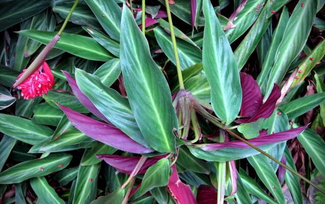 It is necessary to find out the cause of the yellowing of purple-backed taro leaves in advance.