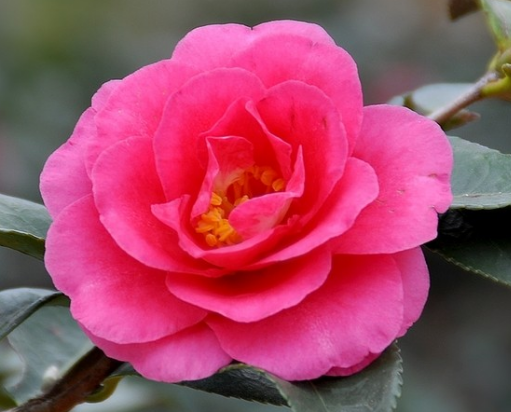 What if the camellias lose their leaves? is it suitable to grow indoors?