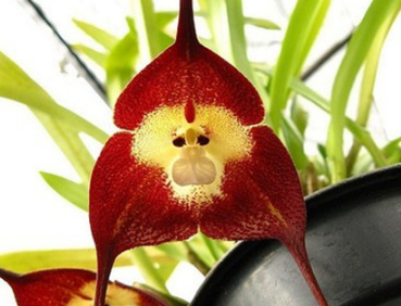 The main value of the culture method of monkey face and small dragon orchid