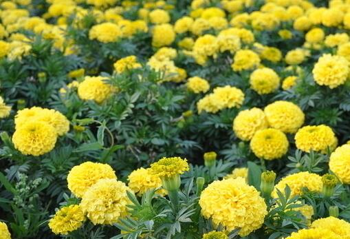 Why does marigold not blossom and needs to master the skills of fertilization?