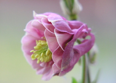 When to blossom and culture methods and points for attention of Euphorbia angustifolia