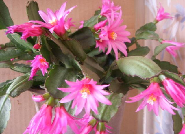 The production method of falling Flower Dance Bonsai sharing by ordinary hanging method