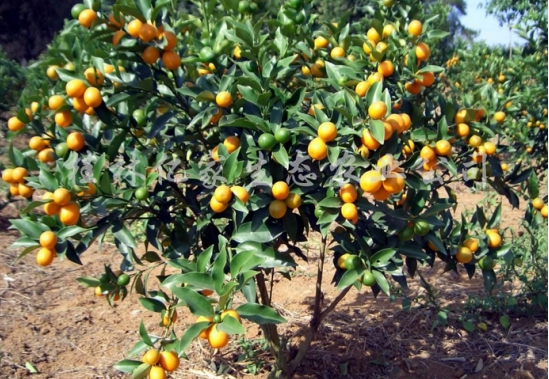 Culture methods and matters needing attention of kumquat trees what to do if they lose their leaves