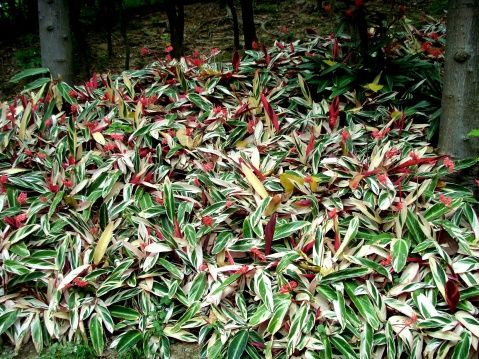 How to propagate ramet propagation and cuttage propagation of purple back taro