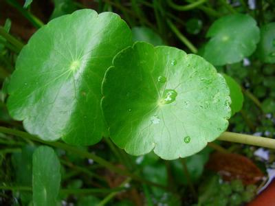 What are the reasons for the yellow leaves of copper grass?