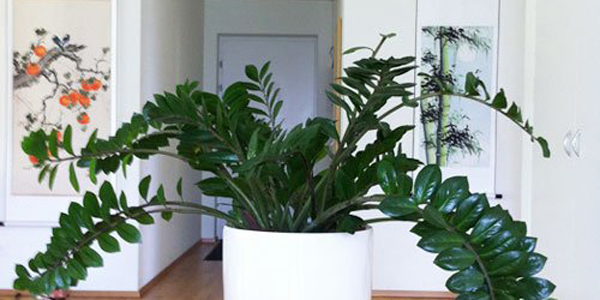 What flowers are suitable for the living room? recommend these six kinds of plants.