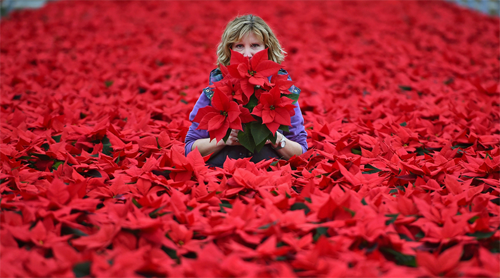 How to grow too tall if poinsettia does not blossom?