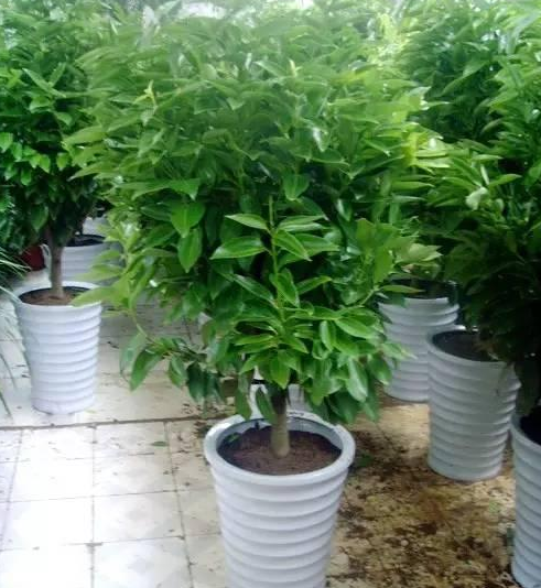 The cultivation method of Ping an Tree how is the leaf yellowing?