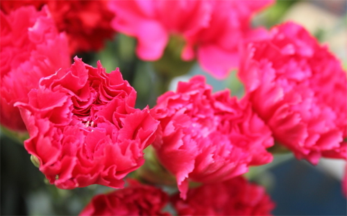 What is the breeding method and breeding language of carnations?