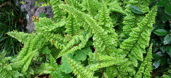 What about the yellowing of Boston fern leaves? how to prevent it?