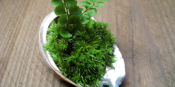 How to make moss bonsai moisturizing