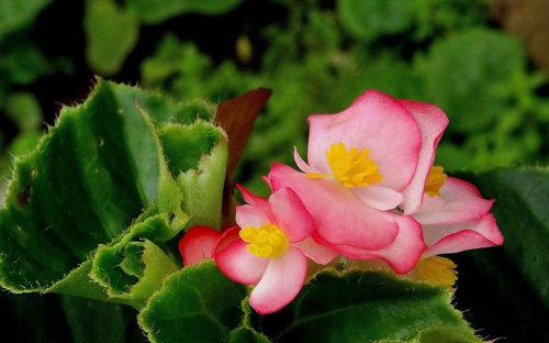 The propagation methods of crabapple flowers in four seasons have three ways of sowing, cutting and dividing plants.