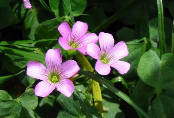 How long is the florescence of sorrel?