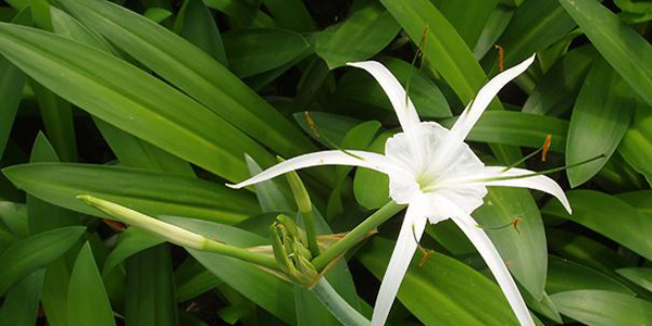 What are the methods of raising water ghost plantains?