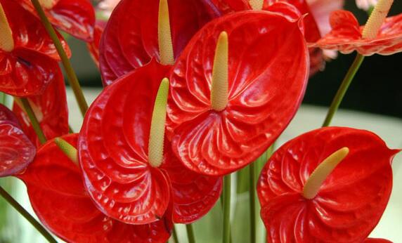 What are the functions and uses of Anthurium andraeanum in hydroponic culture?