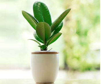 Does rubber tree blossom? how to reproduce?