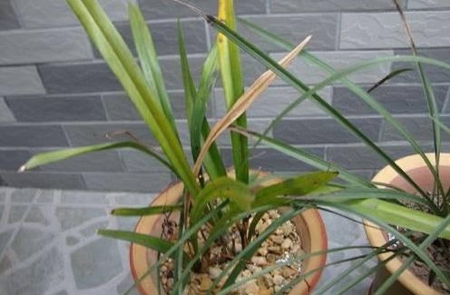 Why is the orchid leaves yellow and withered and rotten? what about the disease spots on the leaves?