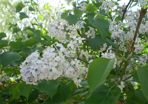 How to grow and propagate cloves and when to bloom