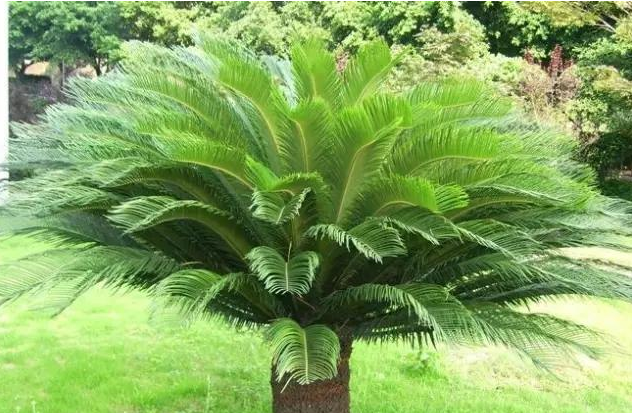 Signs of blossom in the cultivation method of iron tree