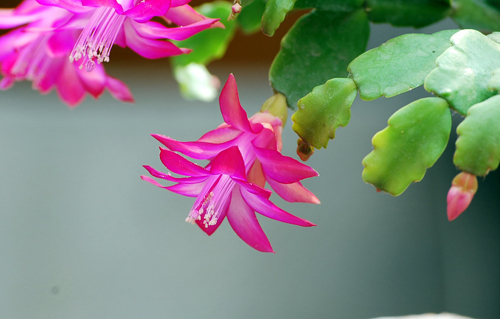 The cultivation method of crab foot lotus flowers are delicate and graceful