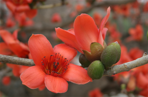 The culture method of kapok and how long is its propagation and flowering period