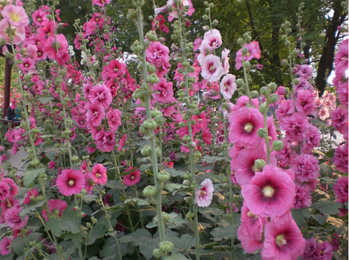 What is the price of seeds for propagation and pest control of hollyhock