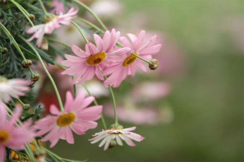 The difference between how to raise Margaret flowers and daisies