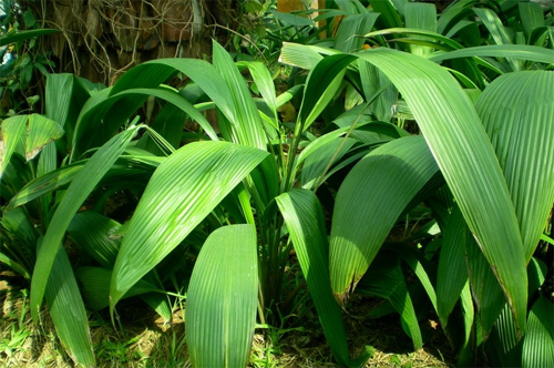 The difference between the planting method of Euphorbia angustifolia and the one-leaf orchid