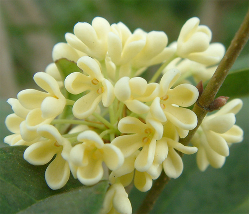 Can sweet-scented osmanthus culture methods and precautions be raised in the north