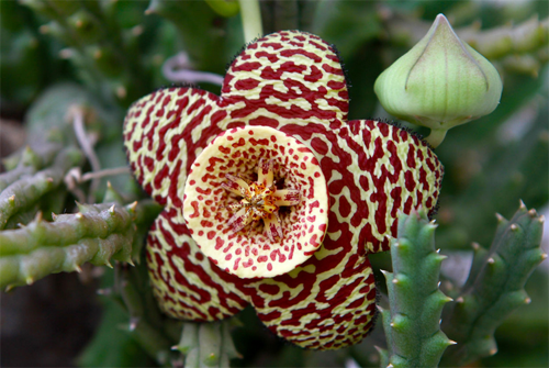 The culture method of big flower rhinoceros horn is the flower poisonous