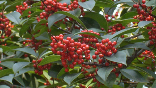 What are the planting techniques of holly?