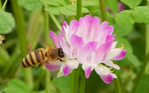 The seed germination temperature of Chinese milk vetch