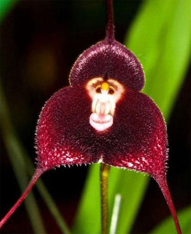 What is the breeding method and breeding price of monkey-faced orchids?