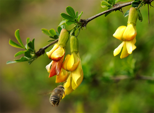 What is the breeding method and breeding alias of broom?