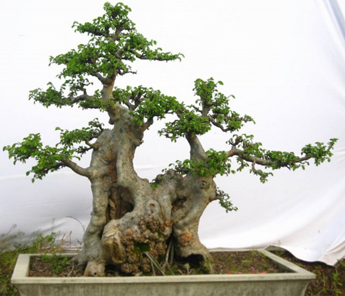 How to raise the bonsai of hammer elm? how much is the price?