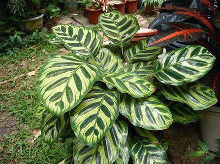 How do you handle the yellow and curly leaves of peacock arrowroot?