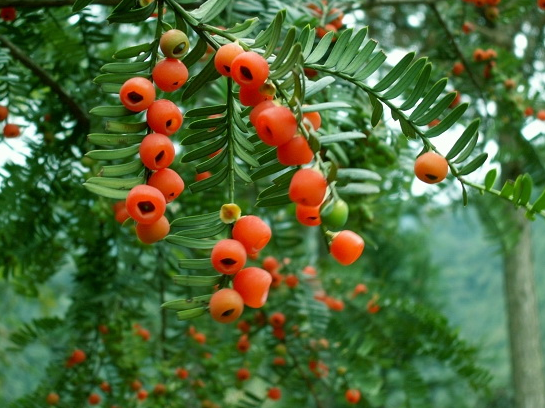 The culture methods and matters needing attention of Taxus can absorb carcinogens