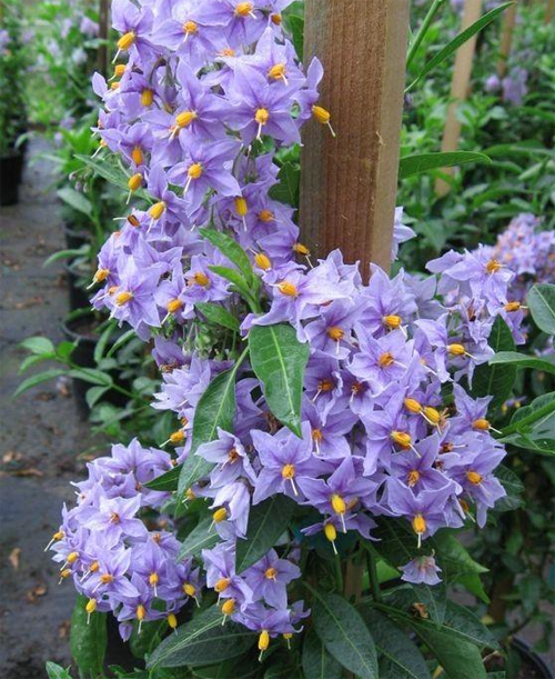 What is the breeding method and breeding alias of star eggplant?