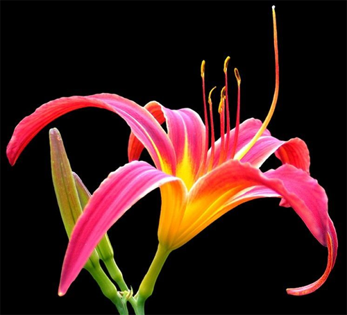 Culture methods and matters needing attention of Hemerocallis what is the alias