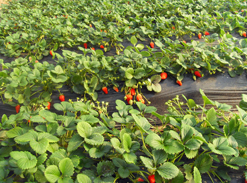 When is the planting time of strawberry seeds transplanted?