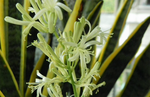 The method of flowering and culture of tiger skin orchid what to do if the leaves turn yellow and rot?