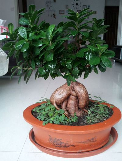 Culture methods and matters needing attention of ginseng banyan how to lose leaves