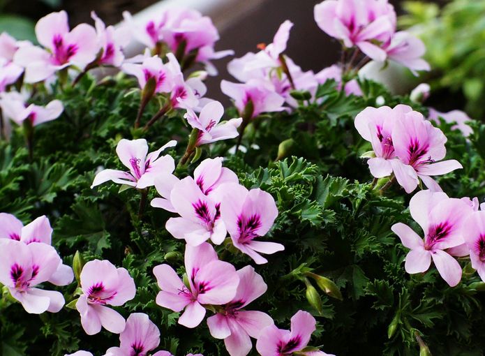 The death of geraniums suffocated to death in the sun and died of thirst