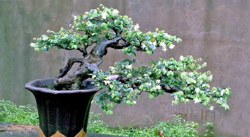 What is the price of the culture method of bonsai with white flowers?