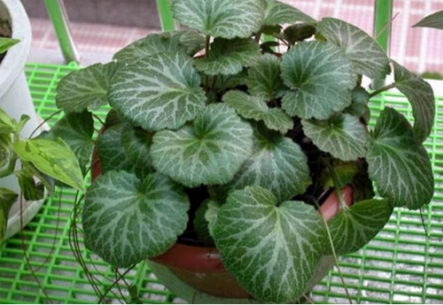 How to raise Saxifraga and how to treat powdery mildew