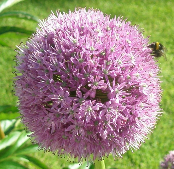 When will the planting method of scallions be sown