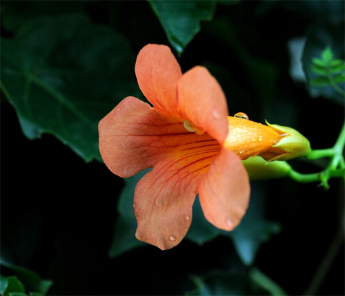 What is the nickname of the planting method of Lingxiao flower?